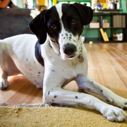 DogWatch by Kerry's Landscaping, Brookings, South Dakota | Indoor Pet Boundaries Contact Us Image